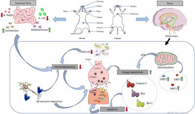 Effect and mechanism of acupuncture on Alzheimer’s disease: A review